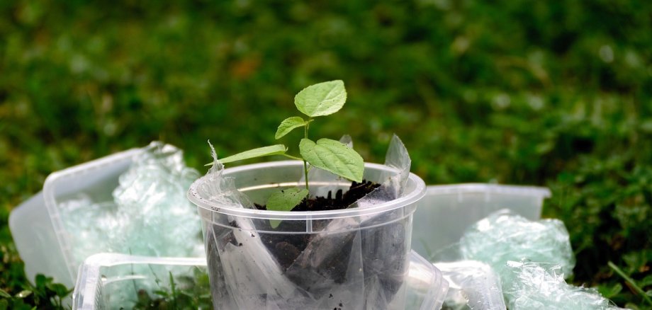 Eine Pflanze in einem Plastikbehälter.