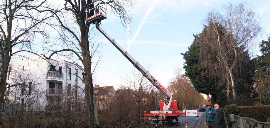 Schritt für Schritt wird hier die Kastanie kleiner. Ein Arbeiter steht in einem Hubwagen und schneidet Äste ab.