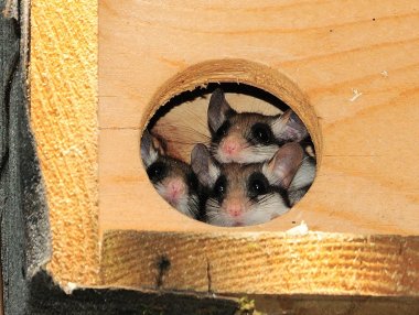 Drei kleine Gartenschläfer-Jungtiere schauen aus einem Nistkasten.