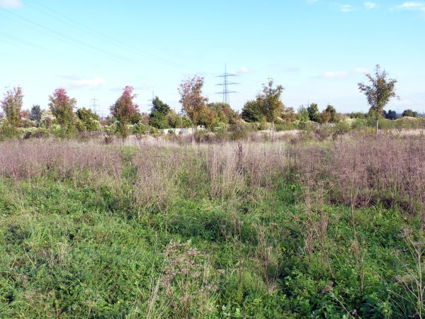 Wiesen_Ziegeleipark (5).JPG