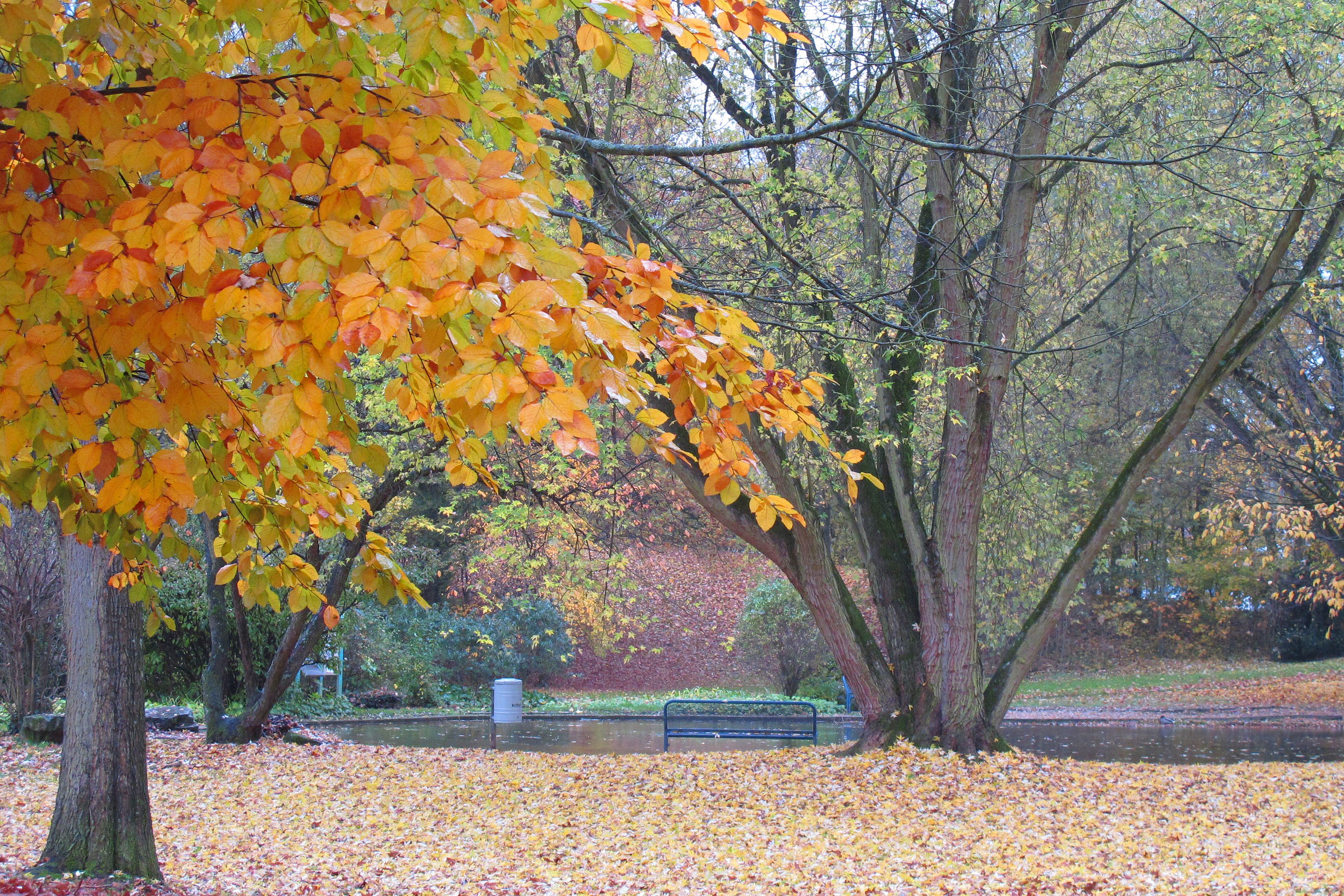 Bäume mit Herbstlaub im Freizeitpark.