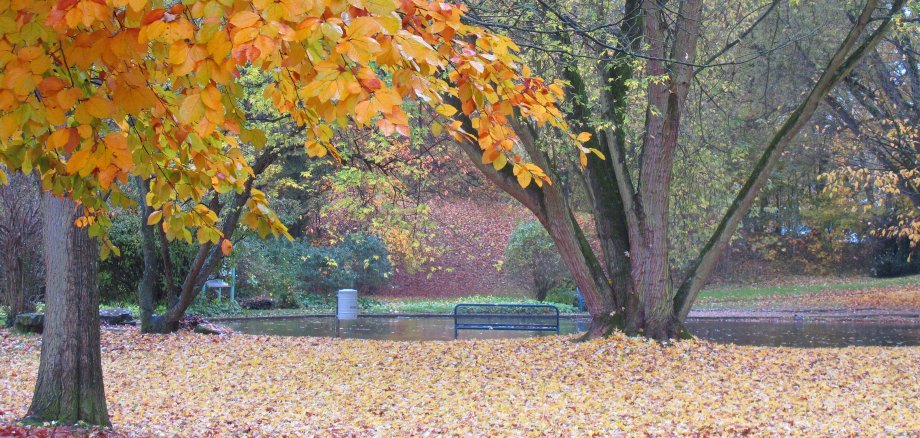 Bäume mit Herbstlaub im Freizeitpark.