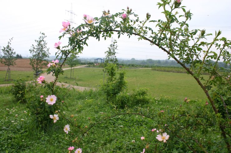 Rosen im Ziegeleipark Ziegeleipark_Foto FFC.JPG