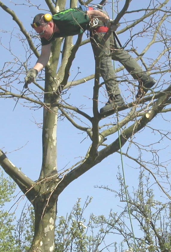 Ein Baumpfleger steht mitten im Baum und sägt Äste ab.