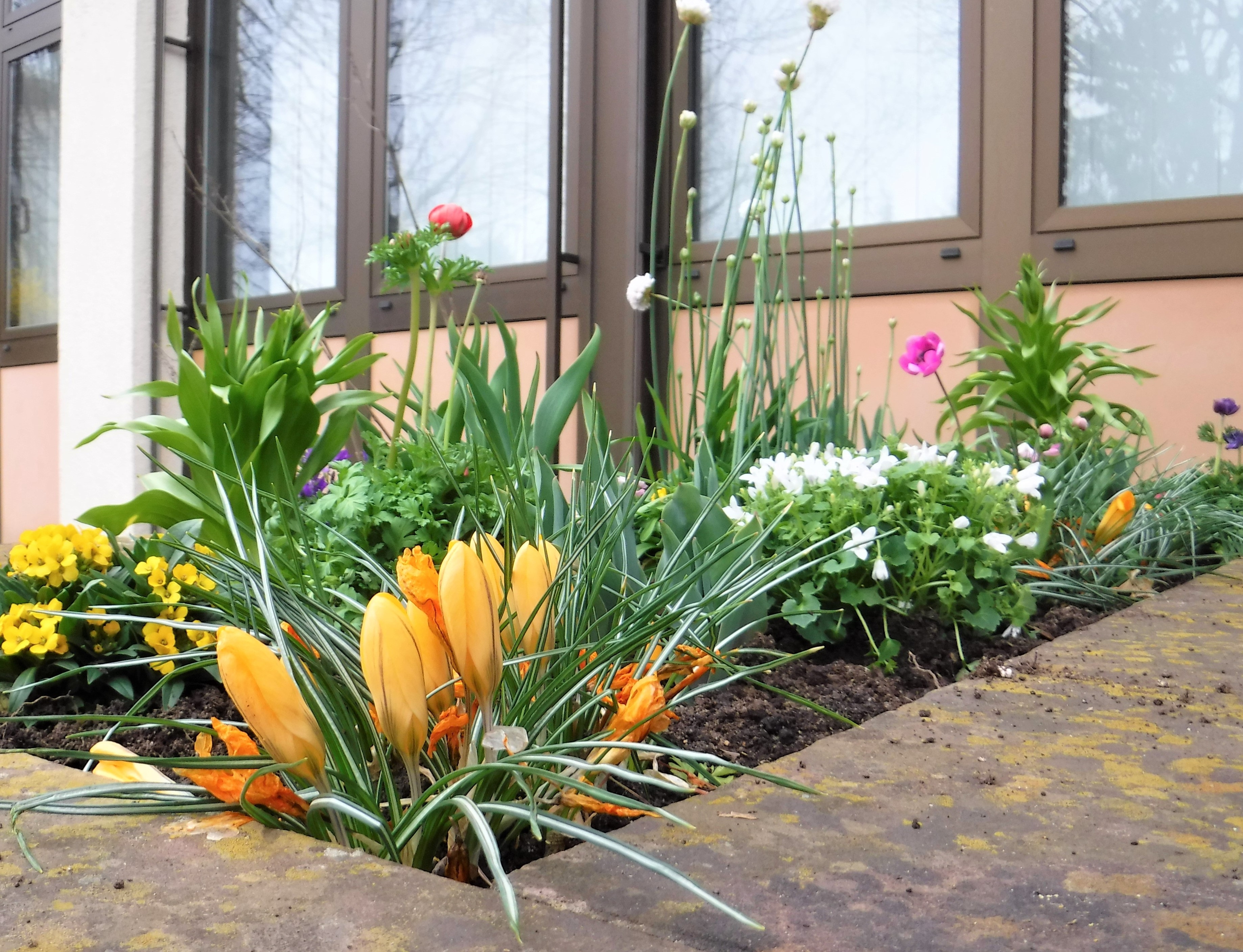 Frühjahrsblumen im Beet vor dem Rathaus.