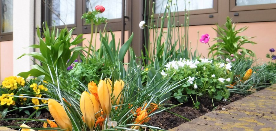 Frühjahrsblumen im Beet vor dem Rathaus.
