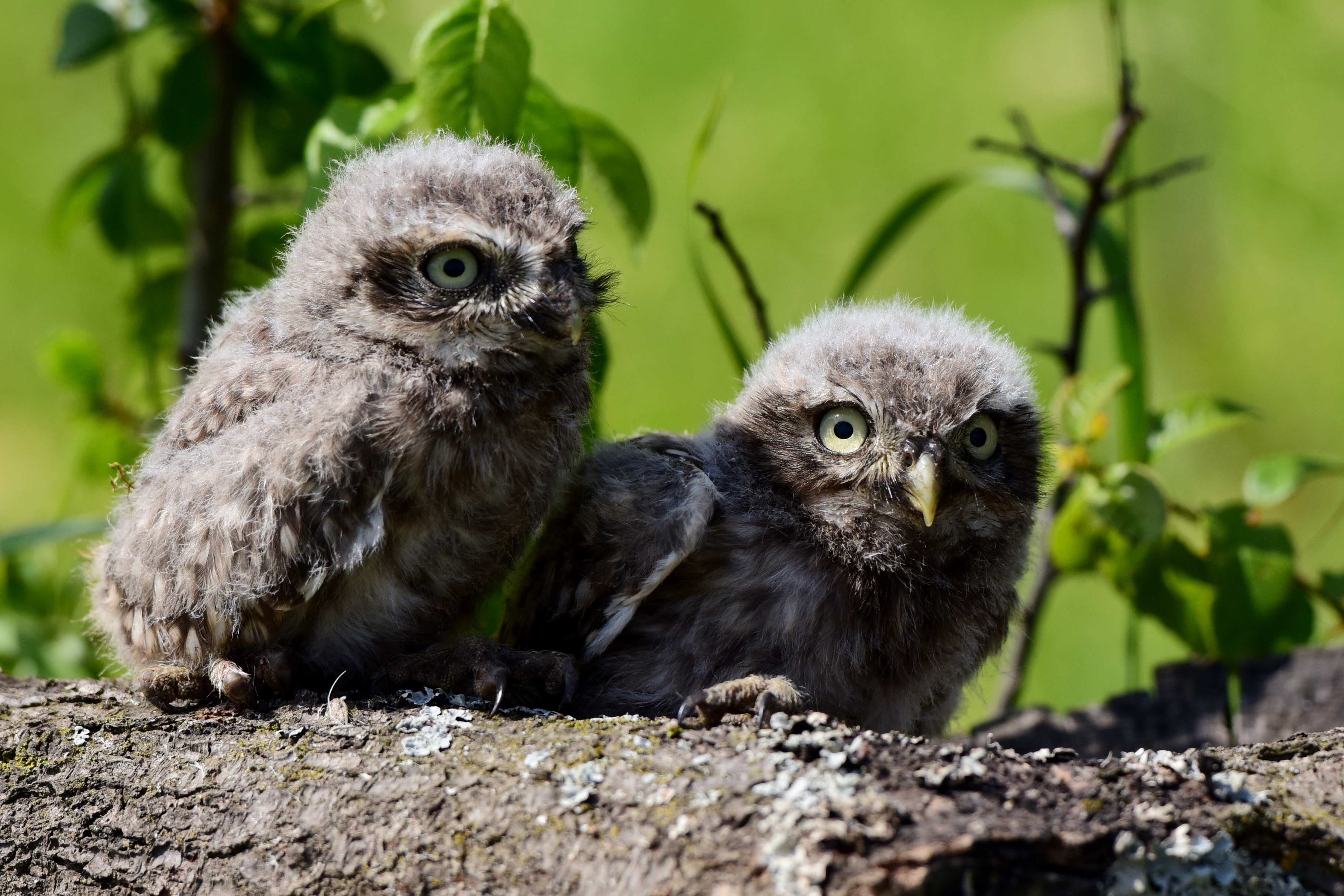 Zwei junge Steinkäuze.