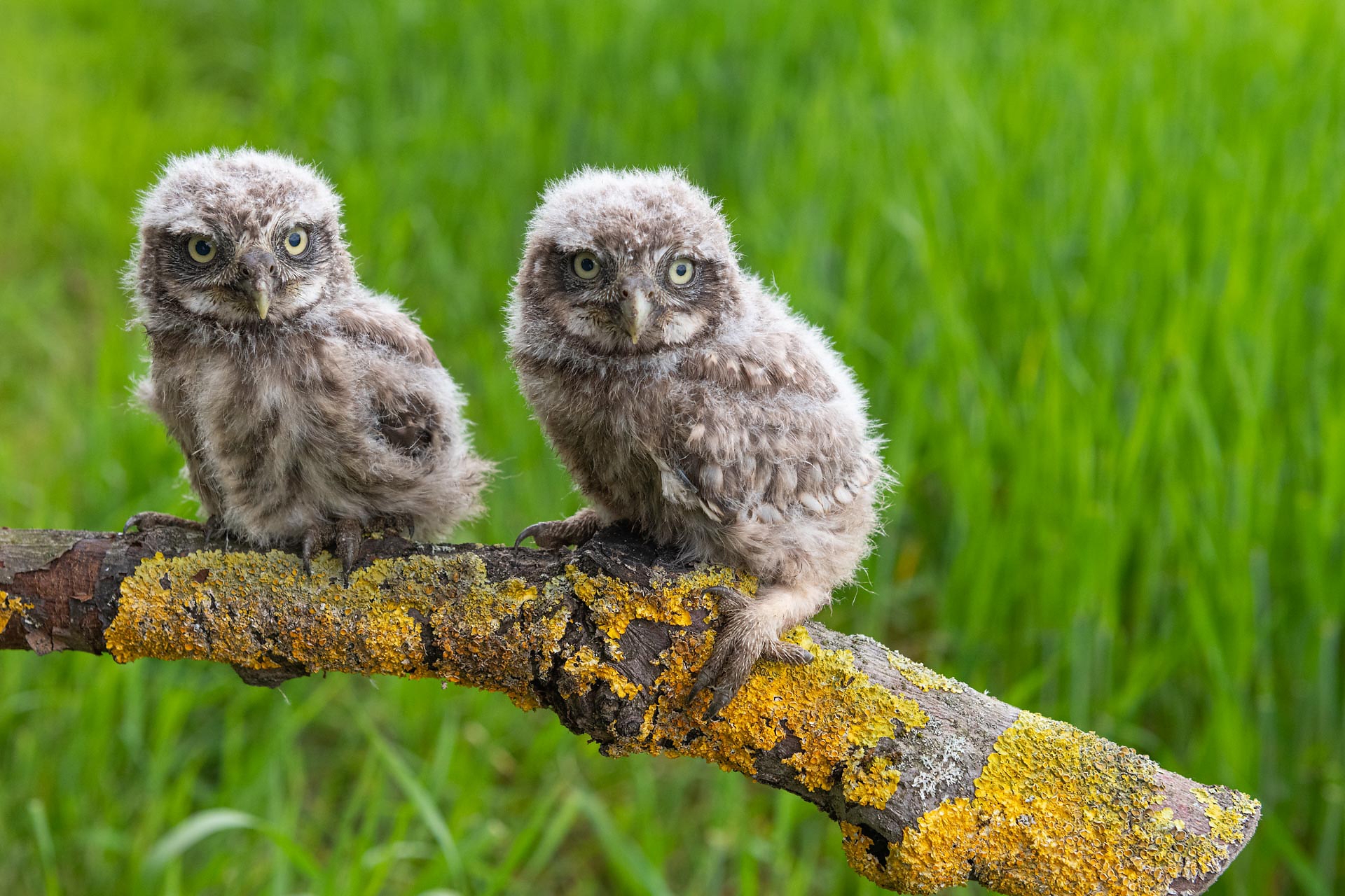 Zwei junge Steinkäuze auf einem Ast.