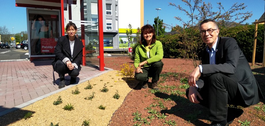 Der Erste Beigeordnete Franz Jirasek mit Katharina Keib (Amt für Grünes) und Iris Sparwasser (Landschaftsarchitektin) vor dem neuen Beet in der Oberweidstraße.
