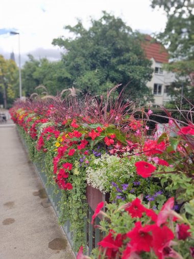Die bunte Blütenpracht.