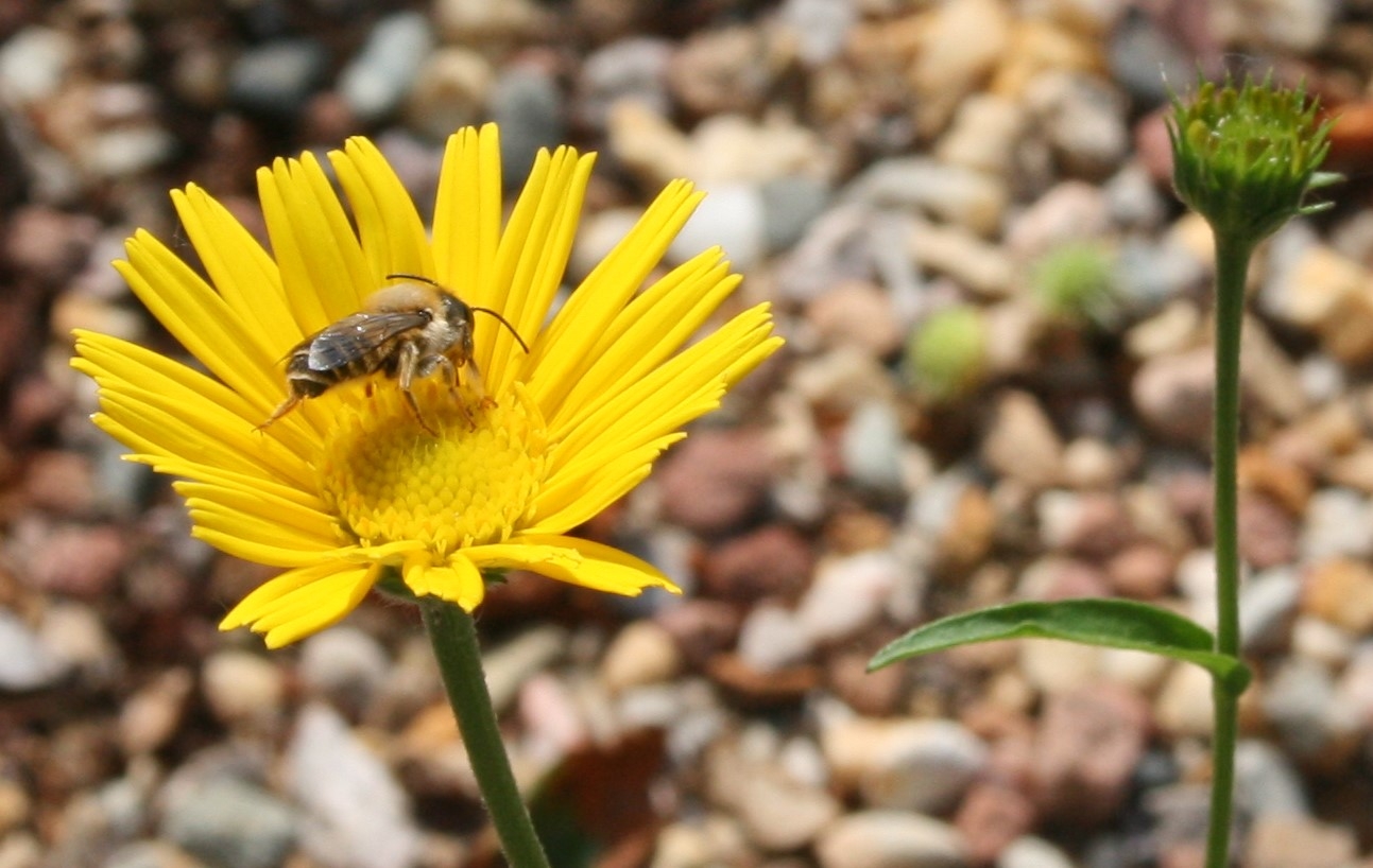 Eine Biene sitzt auf einer Blume.