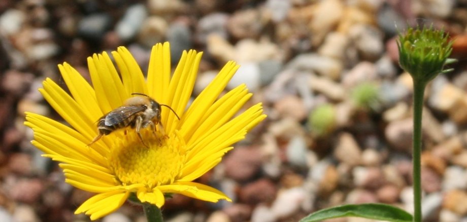 Eine Biene sitzt auf einer Blume.