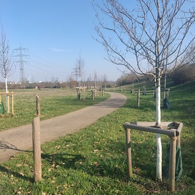 Im Ziegeleipark ist eine Allee entstanden.