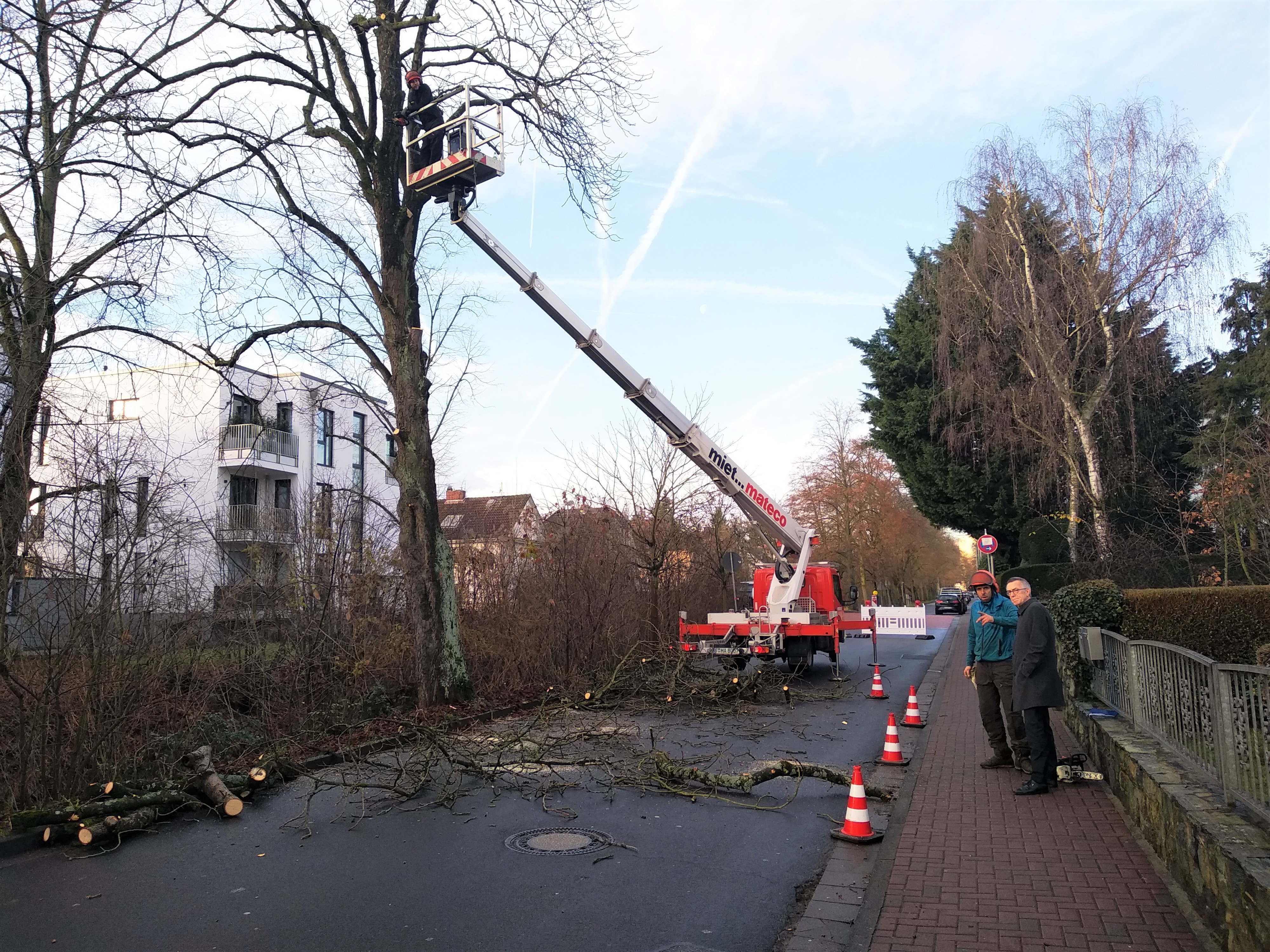 Schritt für Schritt wird hier die Kastanie kleiner. Ein Arbeiter steht in einem Hubwagen und schneidet Äste ab.