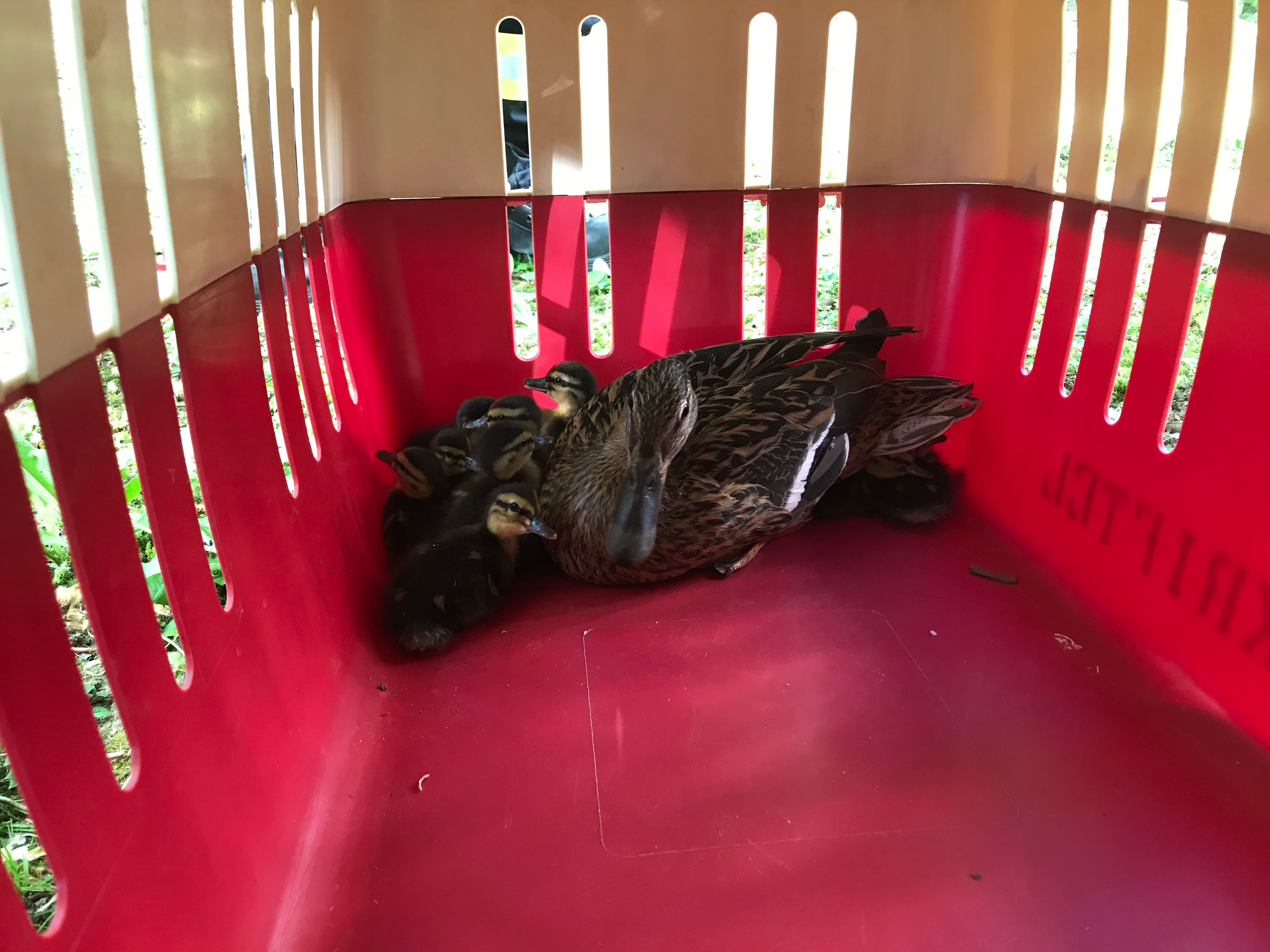 Entenmama mit Kindern in einer Transportbox.