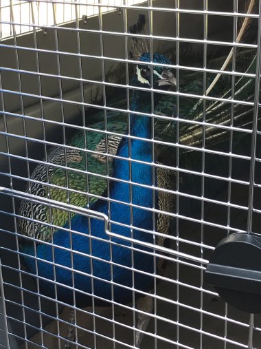 Der Pfau in einer Tierrettungsbox.