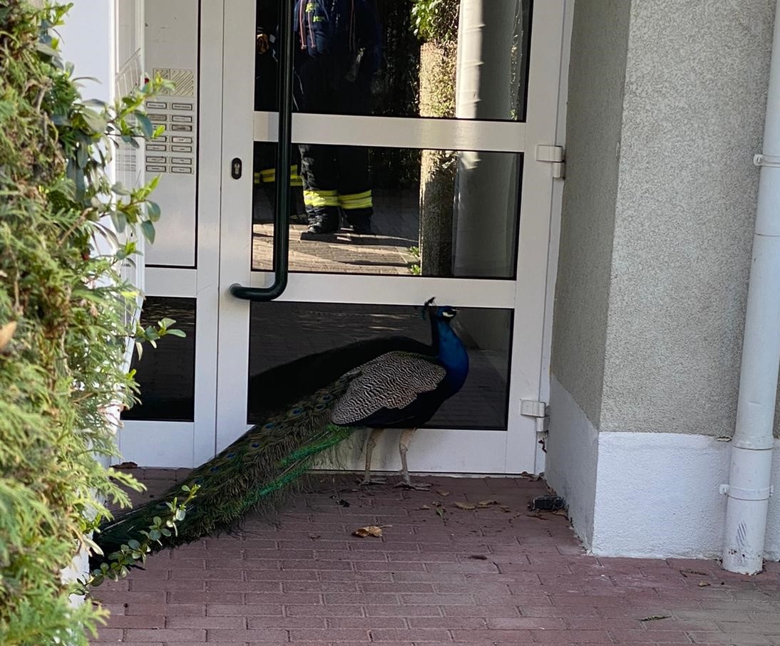 Ein Pfau vor einem Hauseingang.