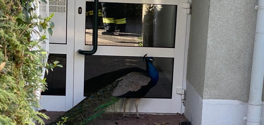 Ein Pfau vor einem Hauseingang.