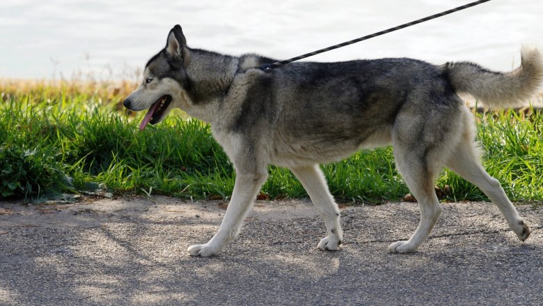 Hund an der Leine