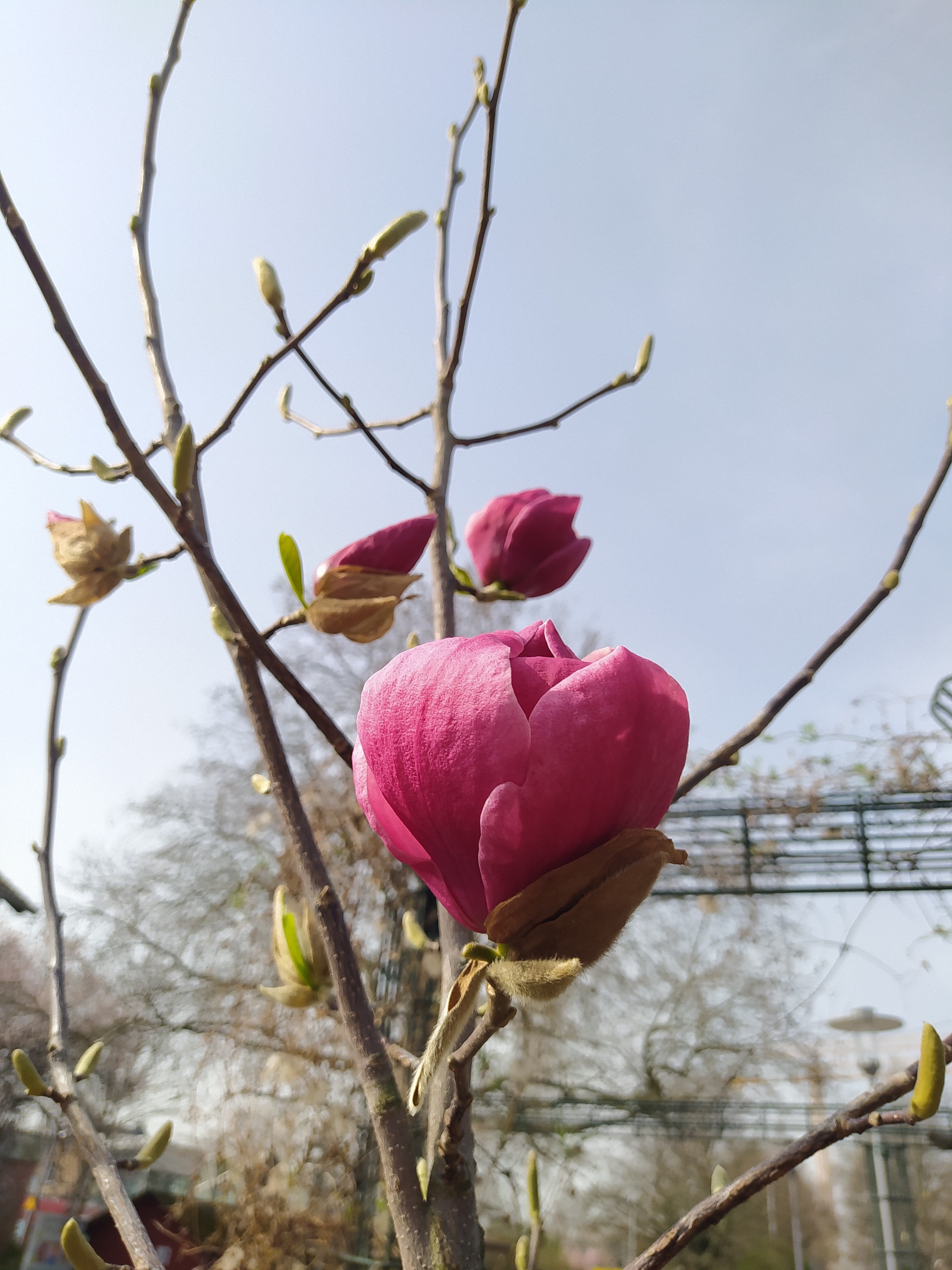 Drei Blüten an einer sonst kahlen Magnolie.