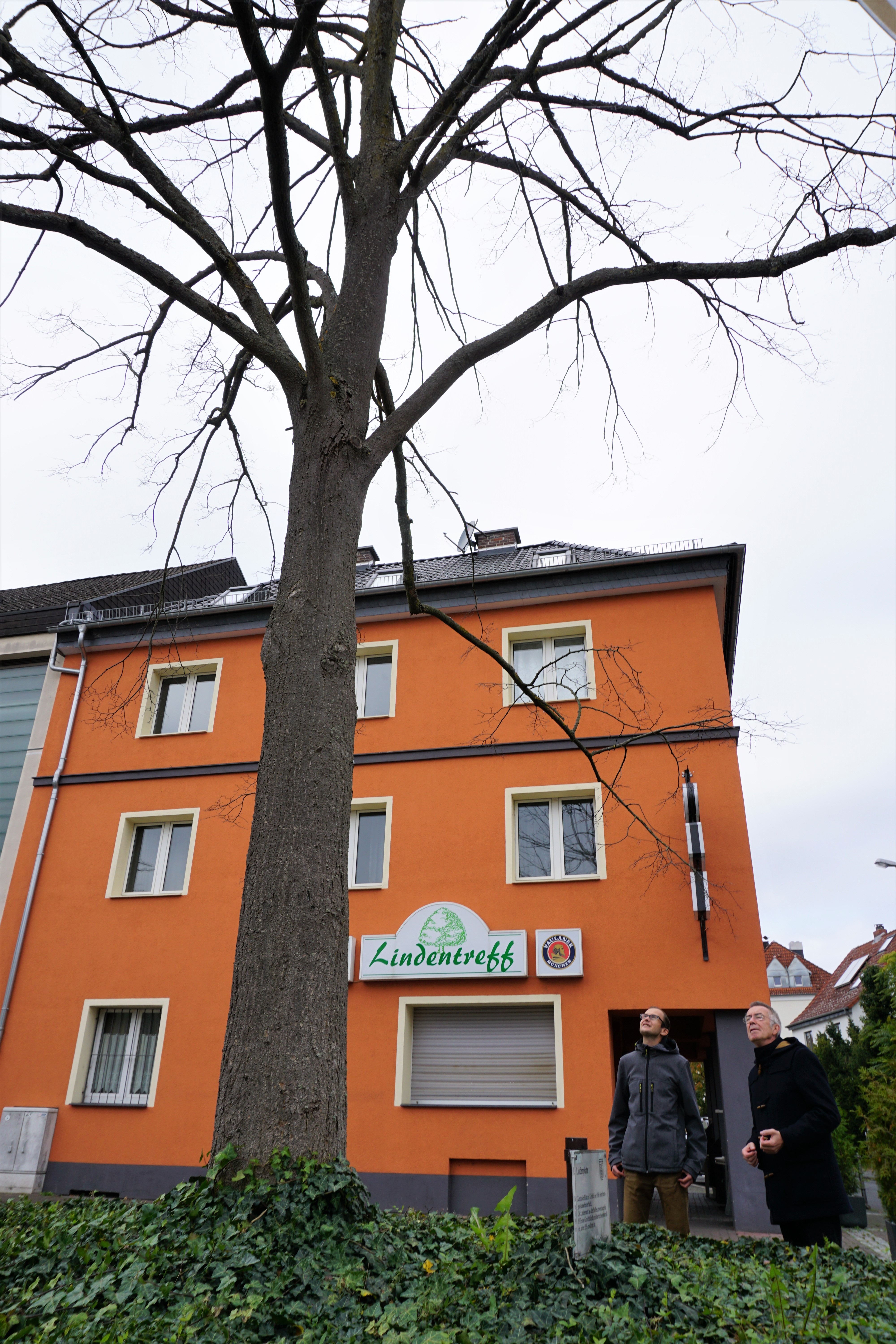 Die abgestorbene Linde.