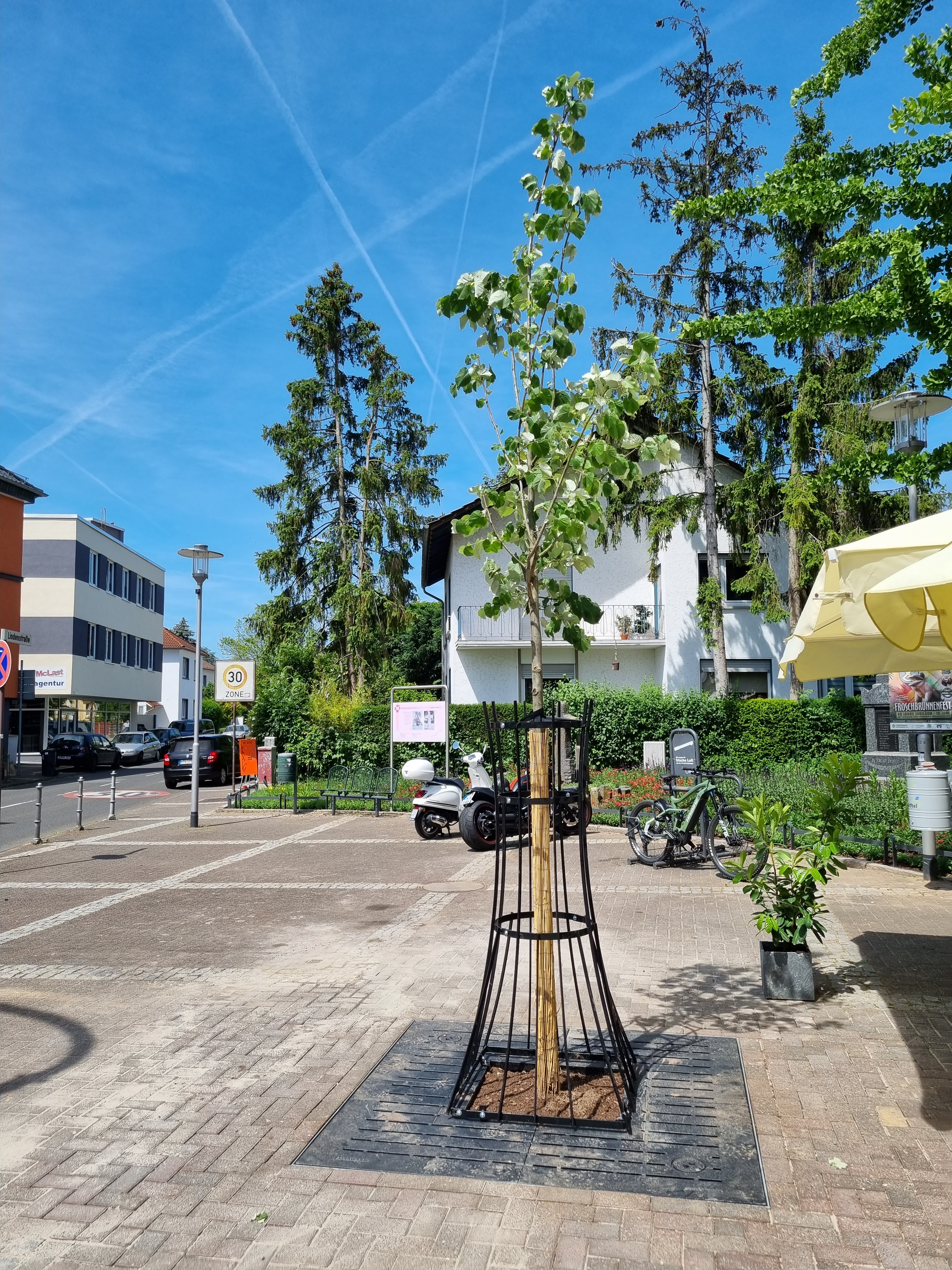 Neue Linde vor dem Caféhaus.