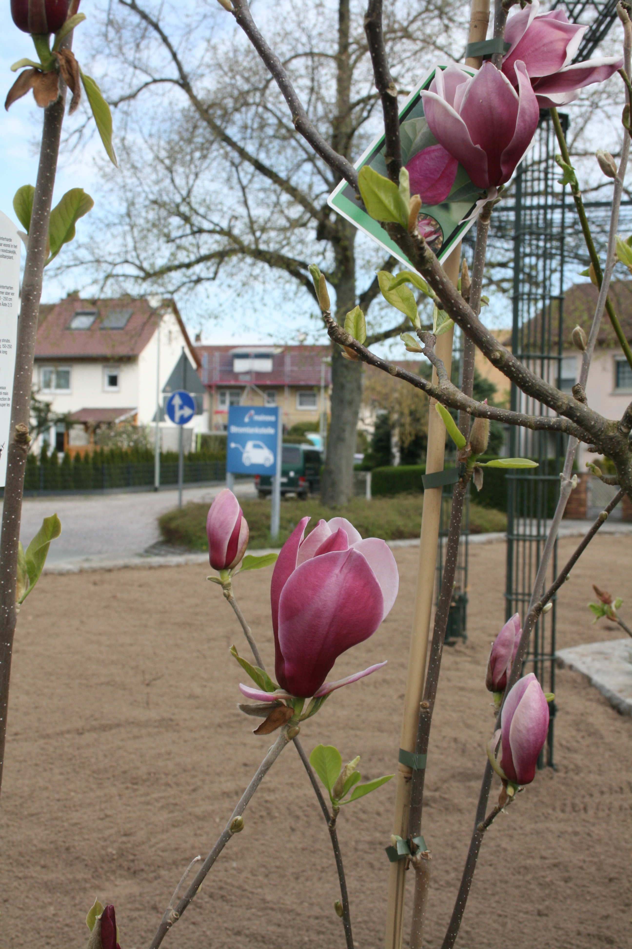 Magnolien am Bahnhof.