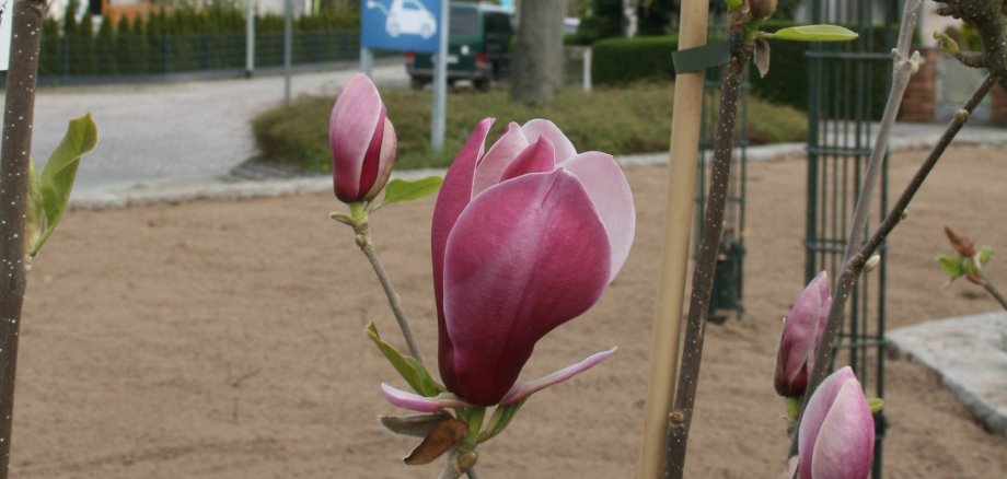 Magnolien am Bahnhof.