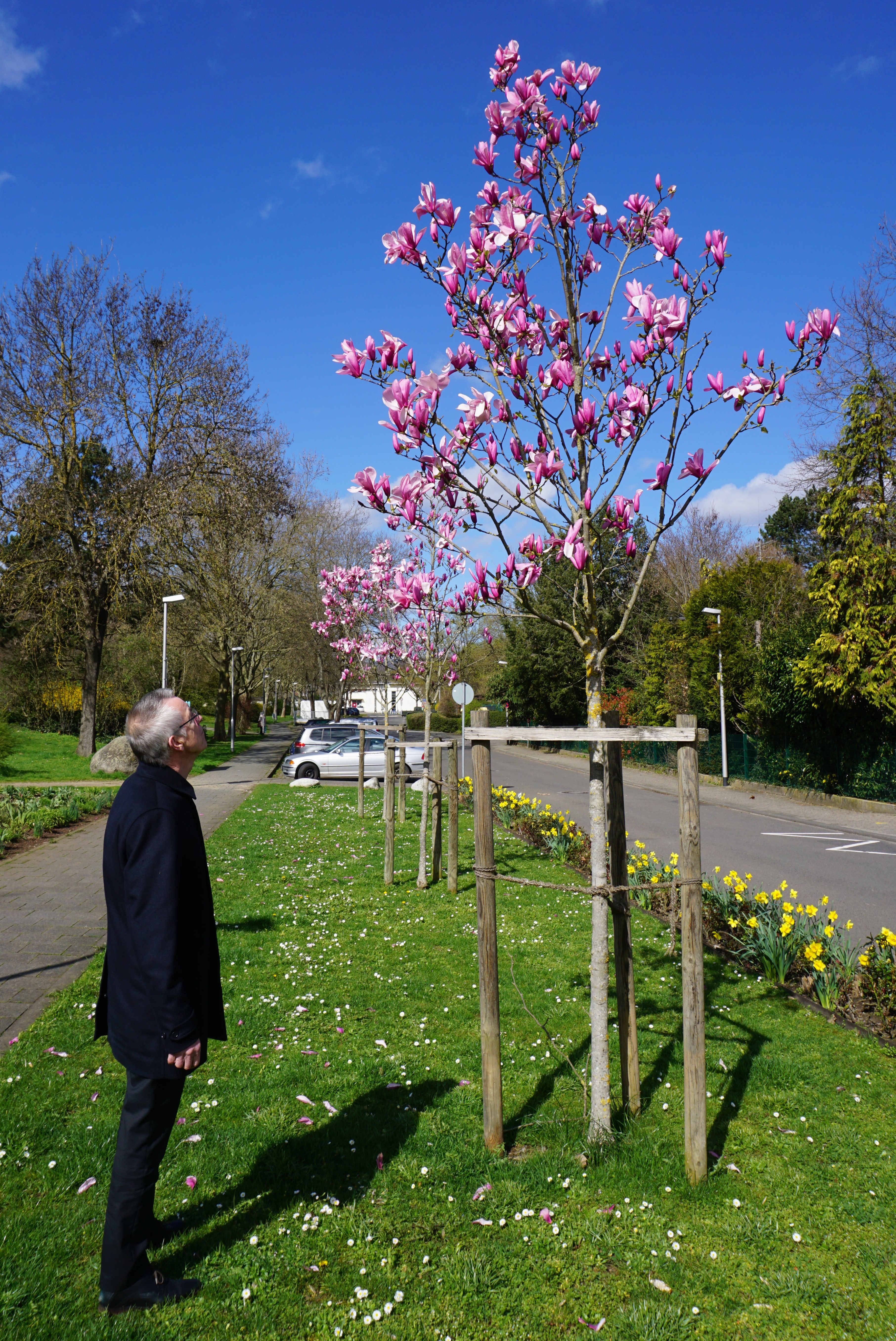 Blühende Magnolien in der Parkstraße.