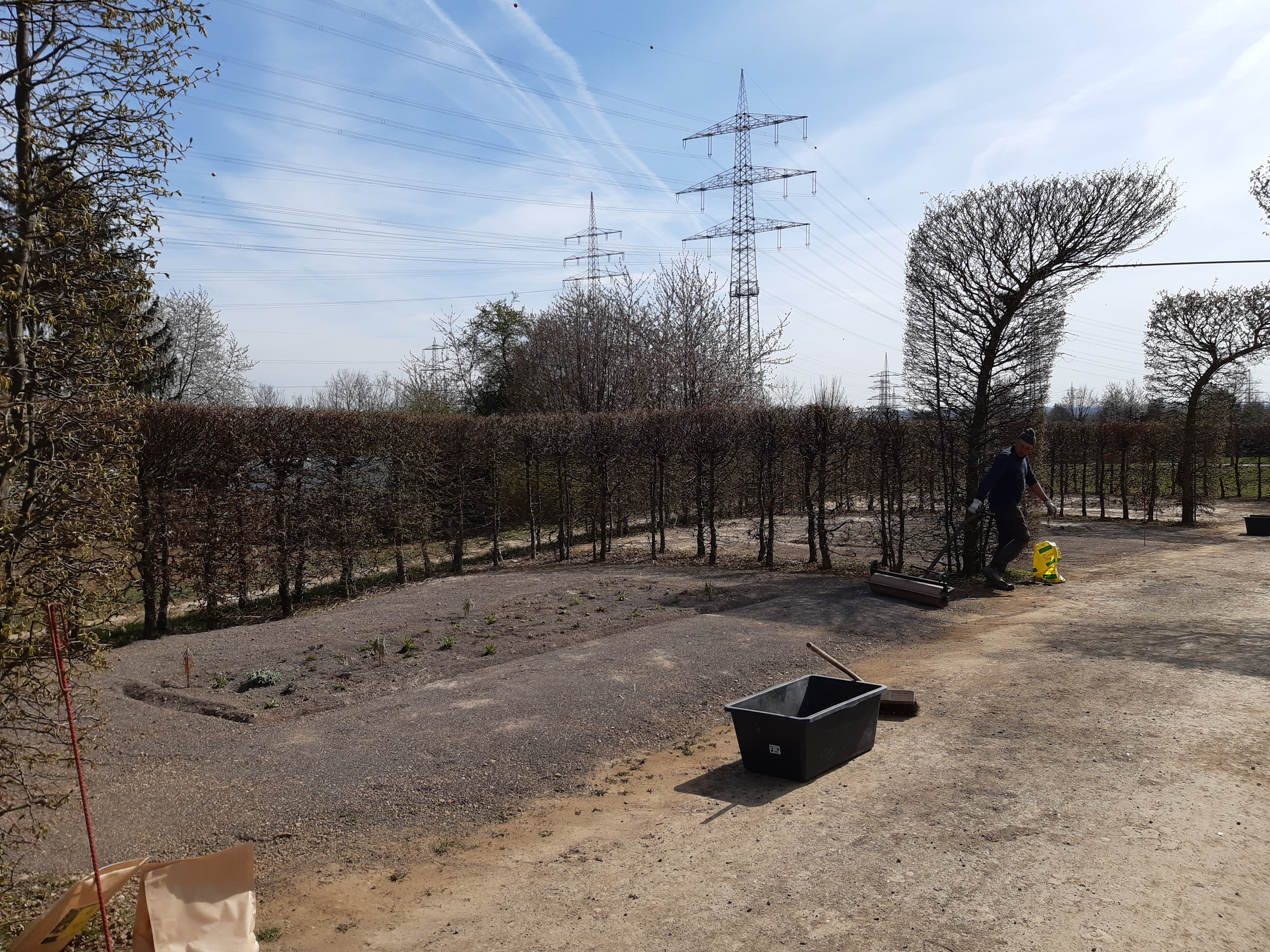 Kleine Pflänzchen auf Sand zwischen Hecken.