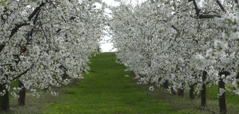 Blühende Obstbäume im Hochfeld.