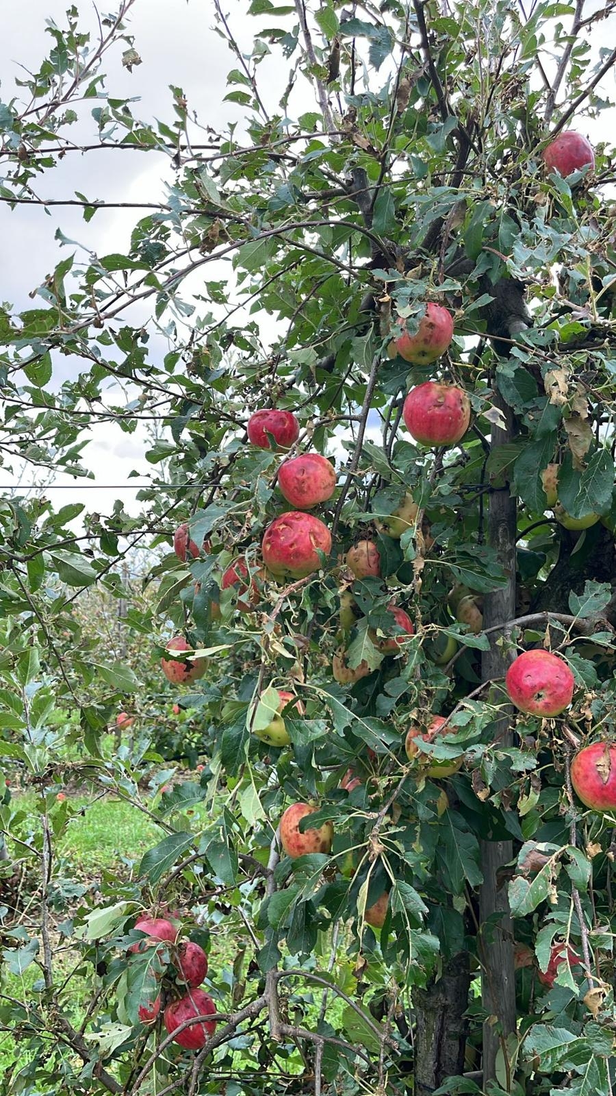 Äpfel mit vielen Hagel-Einschlägen.