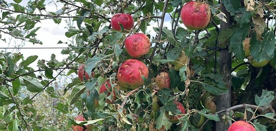 Äpfel mit vielen Hagel-Einschlägen.