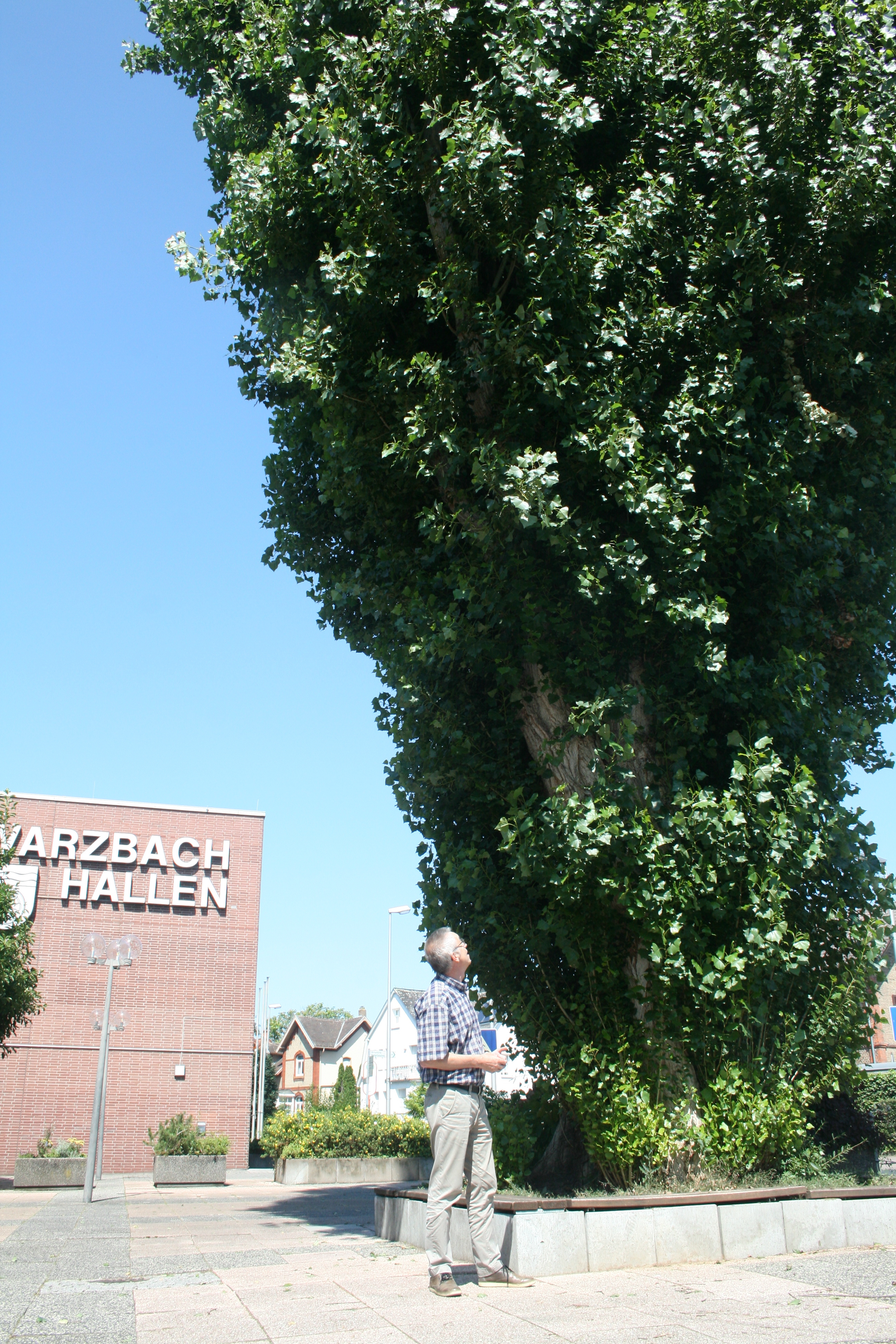 Die Pappel vor der Schwarzbachhalle.