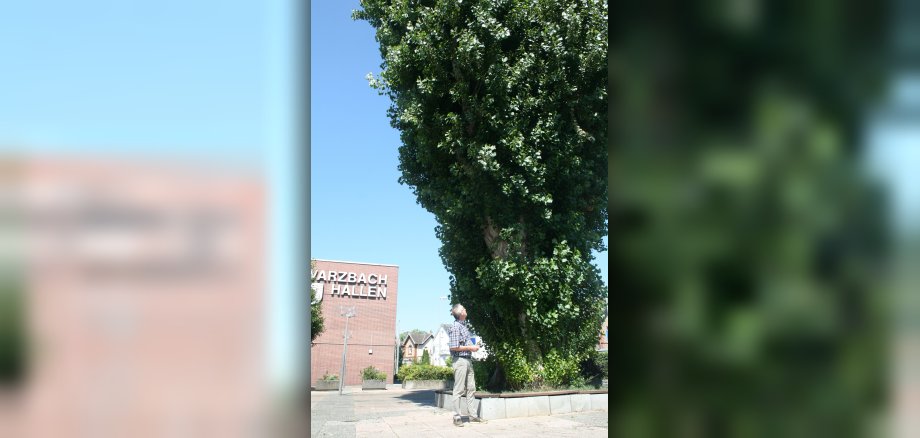 Die Pappel vor der Schwarzbachhalle.