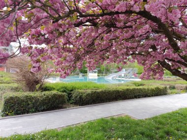 Parkbad in Kirschblüte.