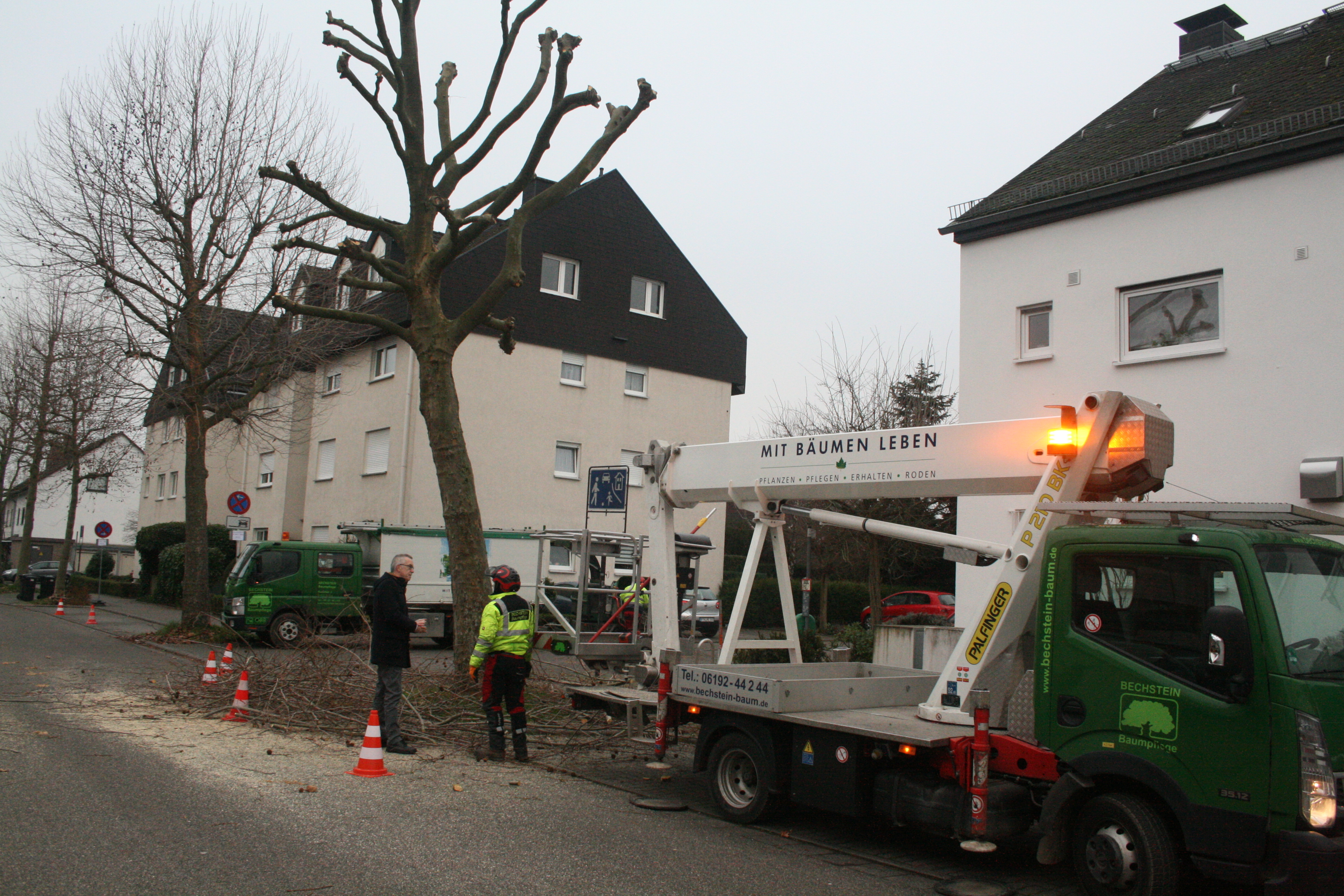 Platanenrückschnitt "Im Engler".
