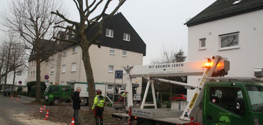 Platanenrückschnitt "Im Engler".