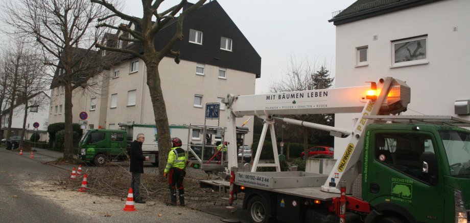 Zwei Arbeiter schneiden Platanen.