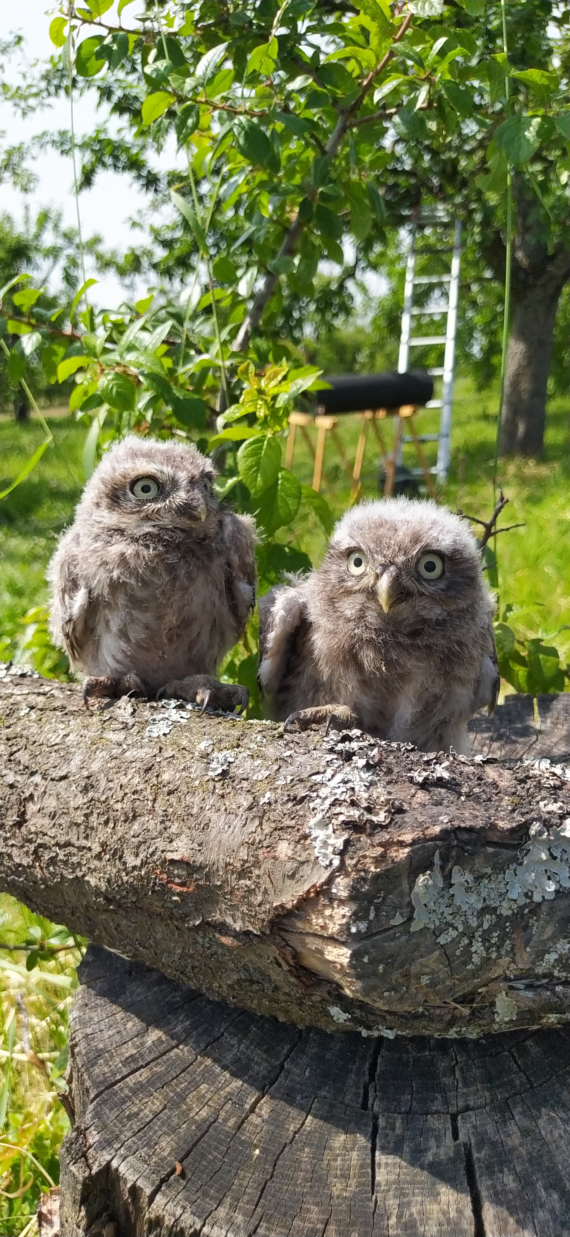 Zwei Steinkäuzchen auf einem Ast.