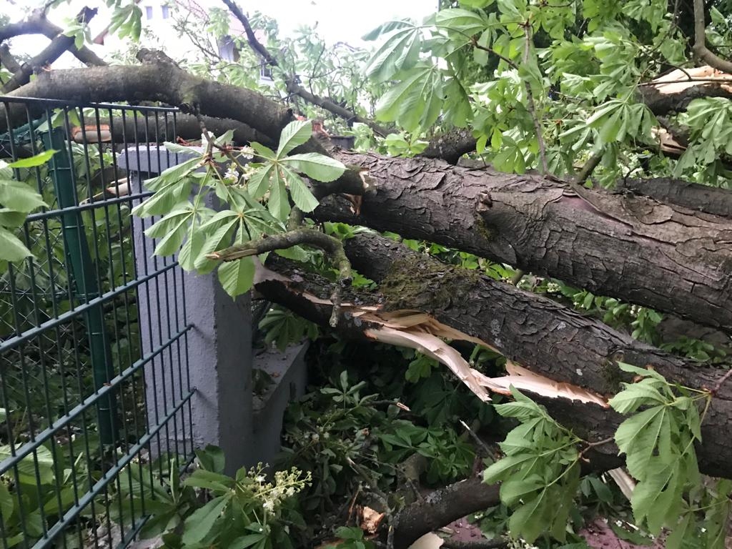 Ein riesiger Baum ist auf einen Zaun gestürzt.