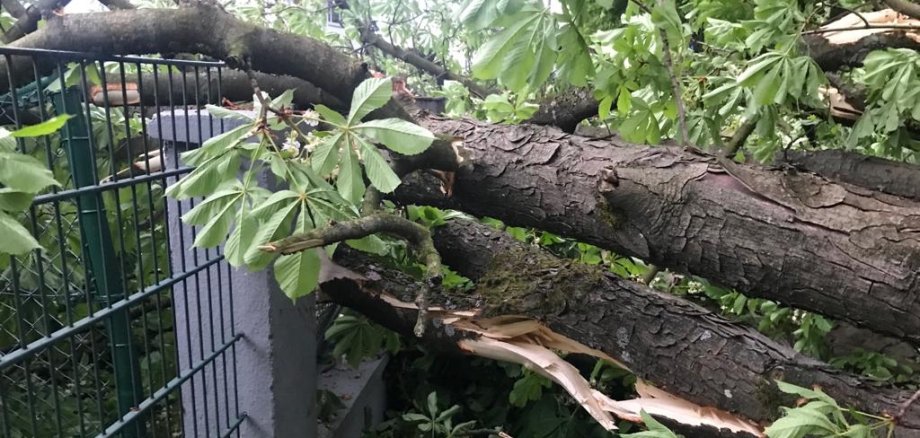 Ein riesiger Baum ist auf einen Zaun gestürzt.