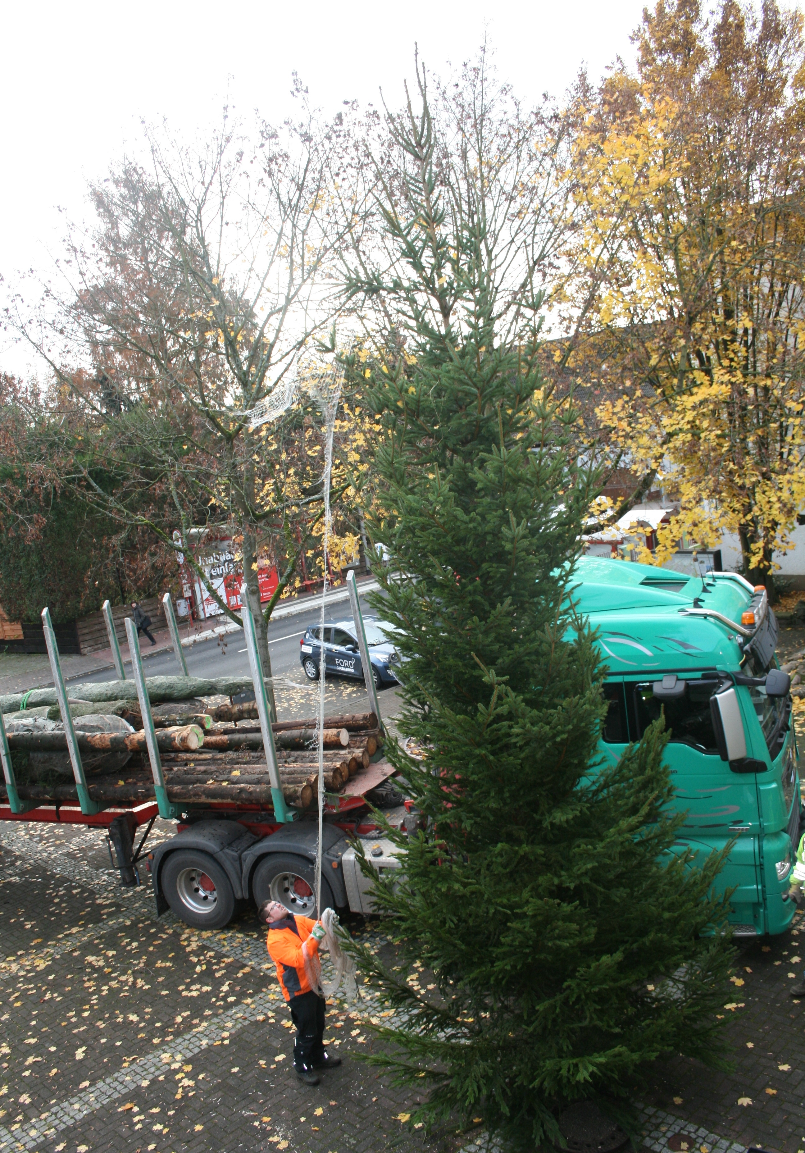 Ein Arbeiter stellt die neun Meter hohe Rotfichte vor dem Rathaus auf.