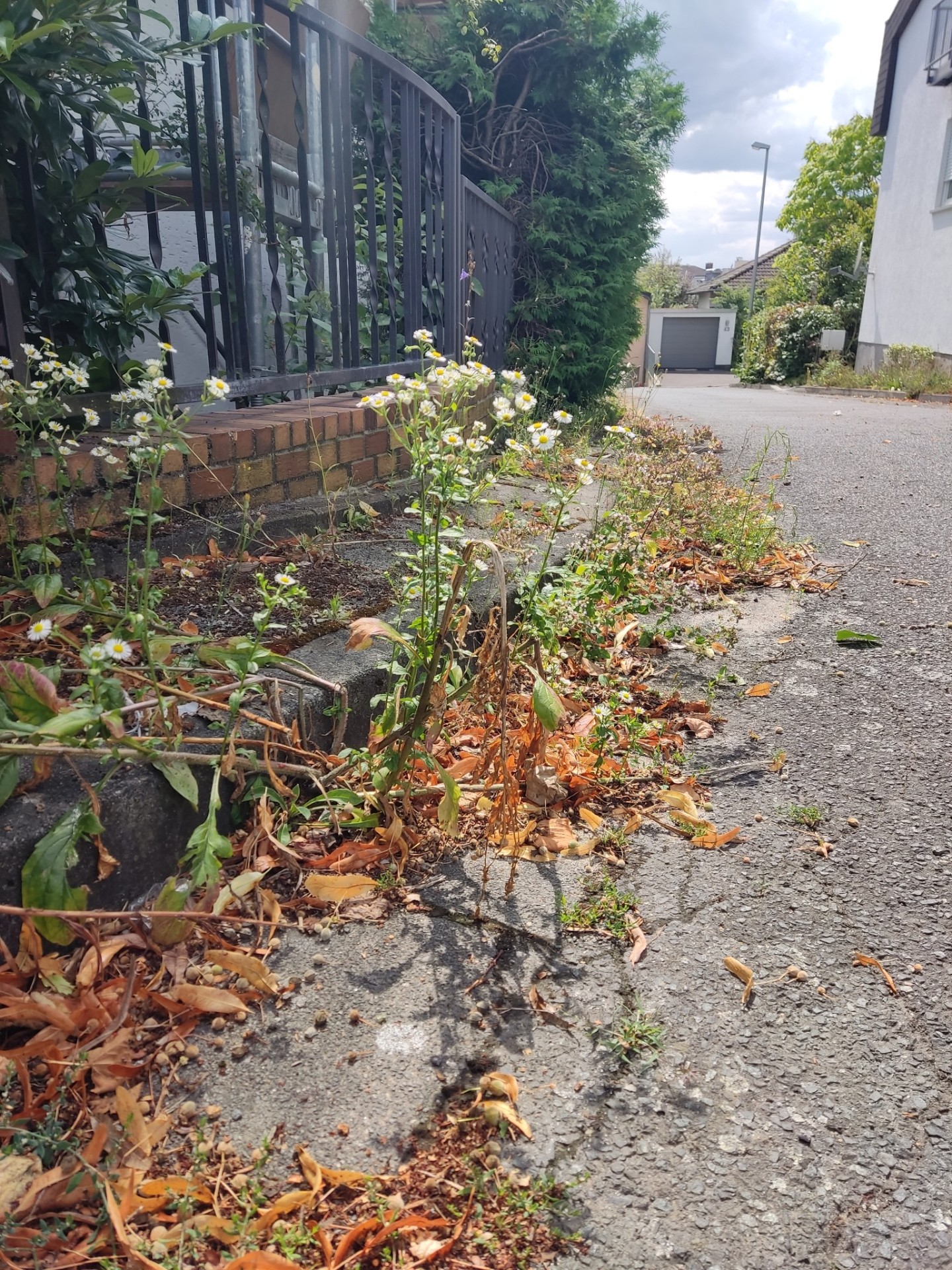 Unkraut im Rinnstein.