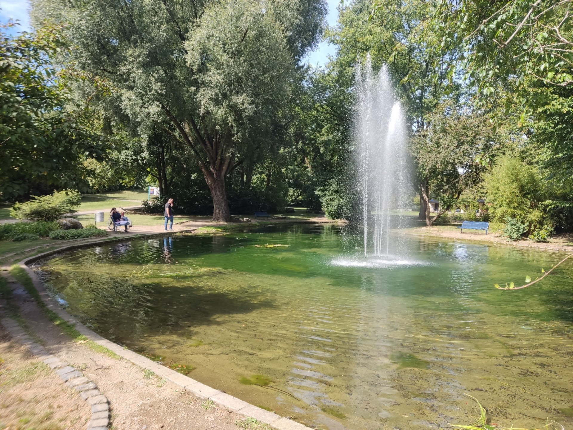 Weiher im Sommer mit Algen.