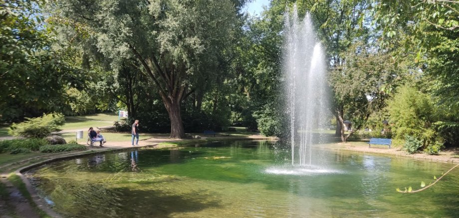 Weiher im Sommer mit Algen.