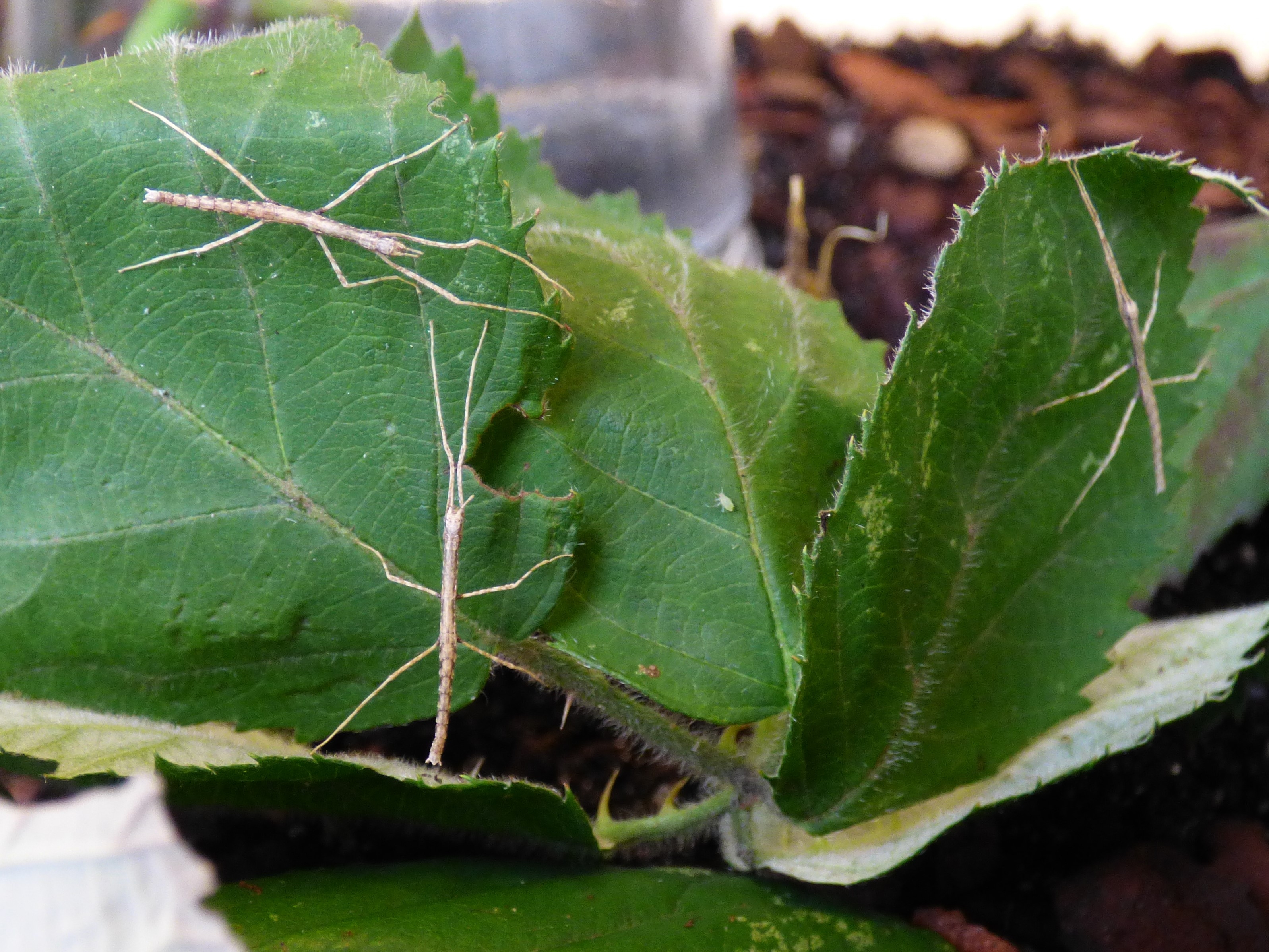 Stabschrecken auf Blättern im Terrarium.