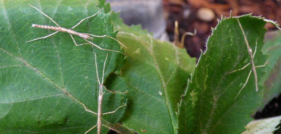 Stabschrecken auf Blättern im Terrarium.