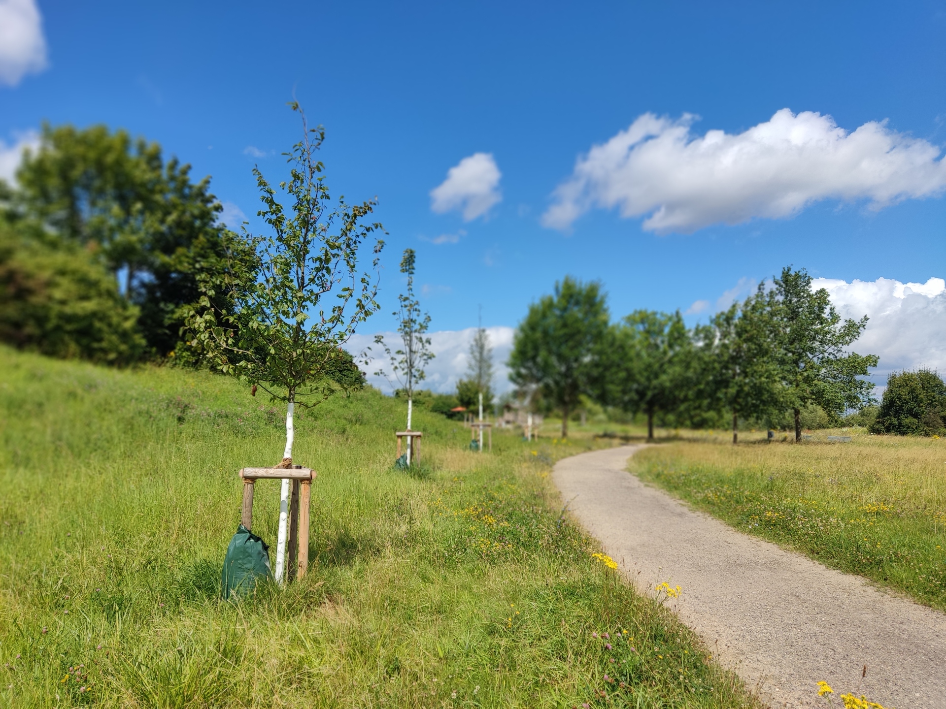 Junger Baum im Ziegeleipark.