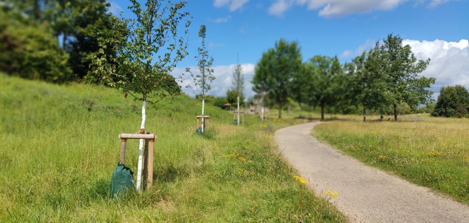 Junger Baum im Ziegeleipark.